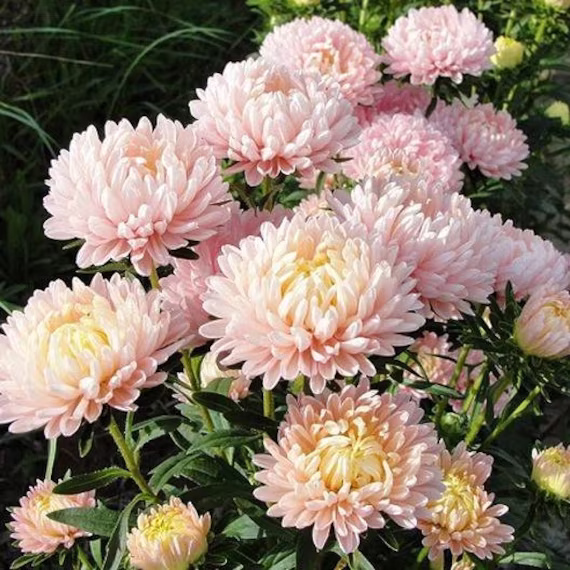 Aster Peony Dutchess Apricot Seed 50