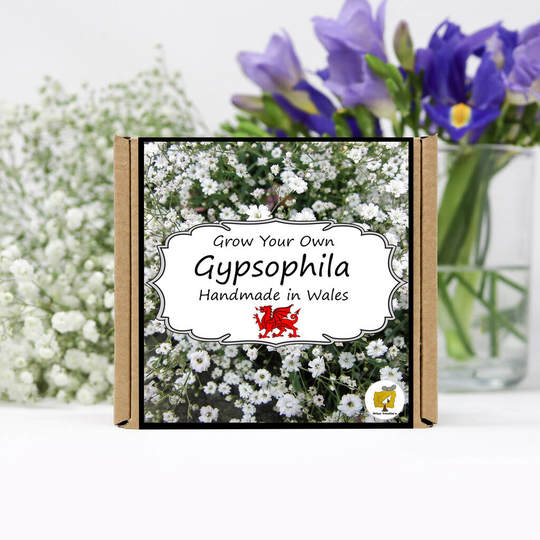 Grow Your Own Gypsophila Flowers Kit