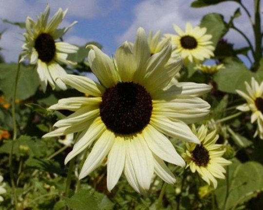 Decorative Sunflower - Vanilla Ice 0.5G/50 Seeds Helianthus Debilis Gmo Free