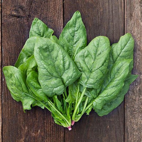 Vegetable - Spinach Winter Giant 300 Seeds Spinacia Oleracea