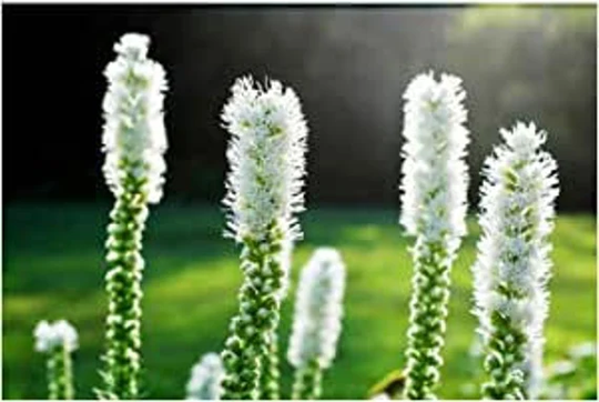 Liatris Seeds - Dense Blazing Star White Seeds- Spicata Perennial Flower
