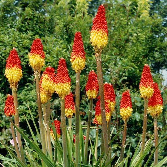 25 Kniphofia Seeds - Red Hot Poker
