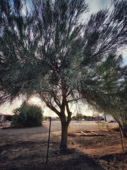 Blue Palo Verde 50+ Seeds, Parkinsonia Florida