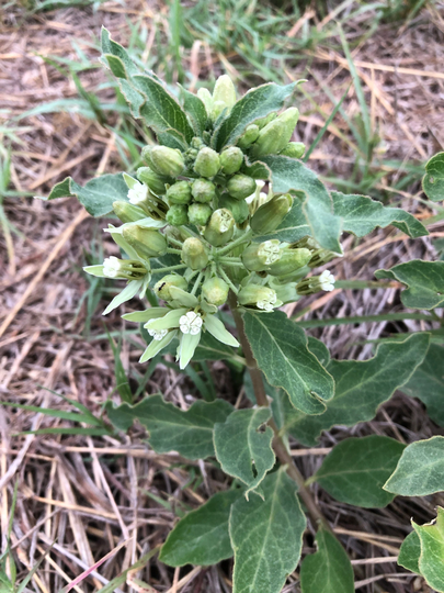 Zizotes Milkweed | Asclepias Oenotheroides Packet Of 12 Seeds With Free Shipping