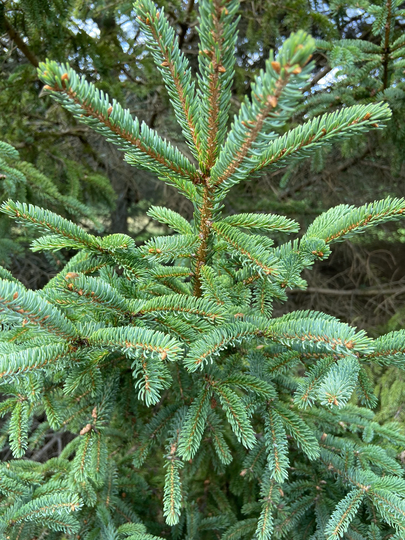 White Spruce Seed. 20 Picea Glauca Seeds. Long Living Amazing Scent Tree. Spruce