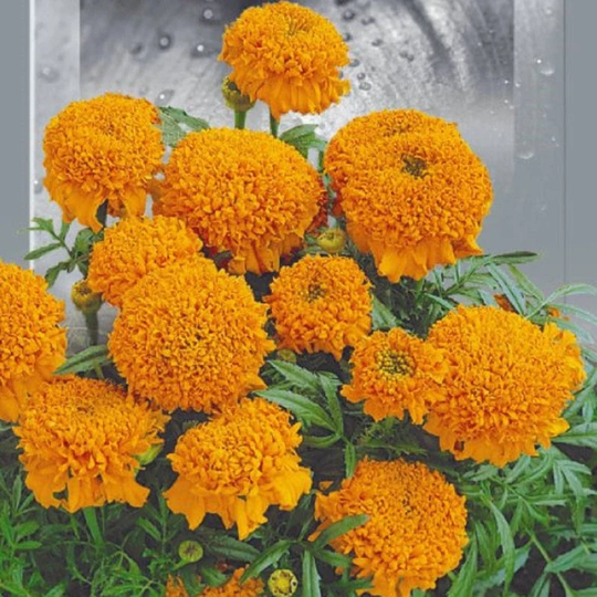 Marigold Dwarf Cupido Orange Seeds Flowering Non Gmo For Planting | 204775
