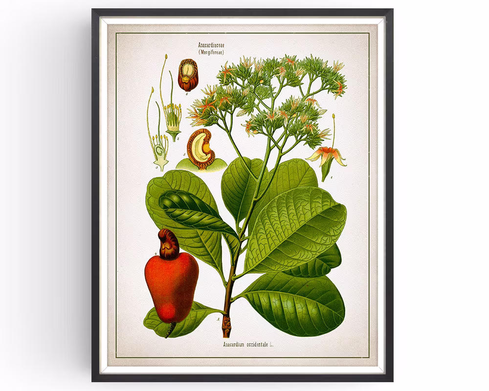 Cashew Nut - Botanical Print Vintage Aromatherapy Art Medicinal Plant Botany Decor Kitchen Unframed