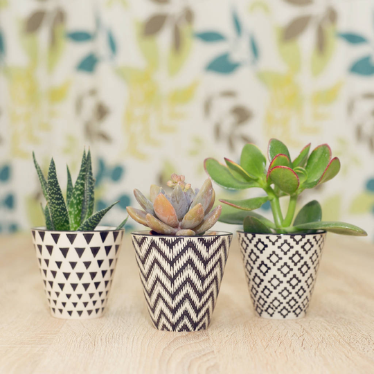 Set Of Three Mini Planters With Choice Of Plants