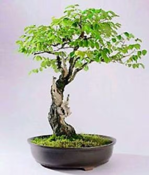10 X False Acacia Tree Seeds. Seeds That Can Be Used For Bonsai