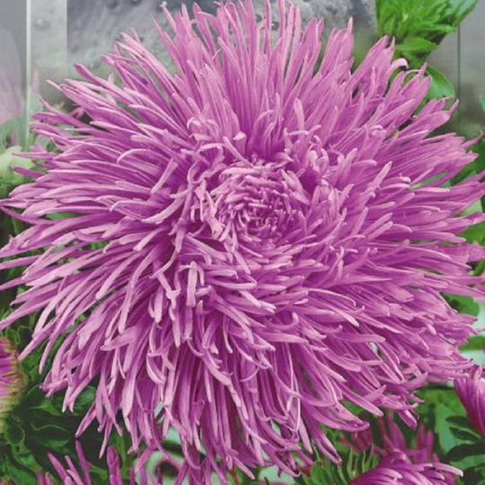 Aster Krallen Lux Seeds Annual Flowering Non Gmo For Planting | 204738