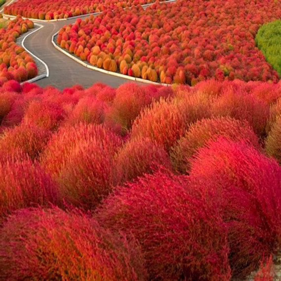 Kochia Burning Ornamental Grass | Kochia Trichophylla Seeds