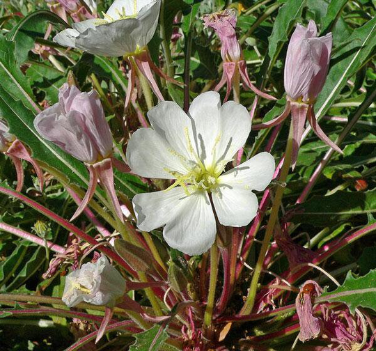 Oenothera Caespitosa | Fragrant, Tufted Or White Evening-Primrose 10 Seeds