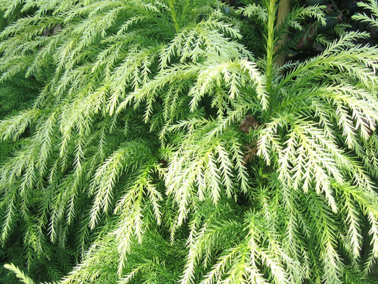 35 X Japanese Cedar Tree Seeds, Sugi | Cryptomeria Japonica Seeds