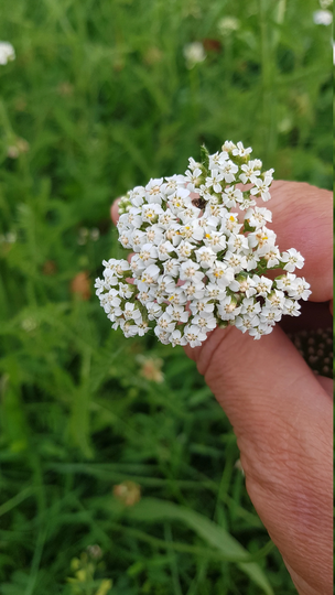 Yarrow Herb, Dried Herbal Tea