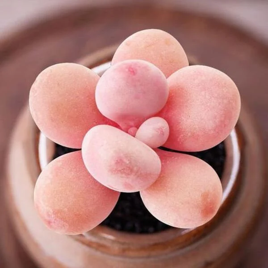 Graptopetalum Amethystinum, Rare Succulent, 10 Seeds