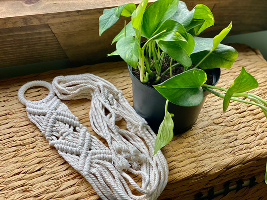 Macrame Plant Hanger & 6