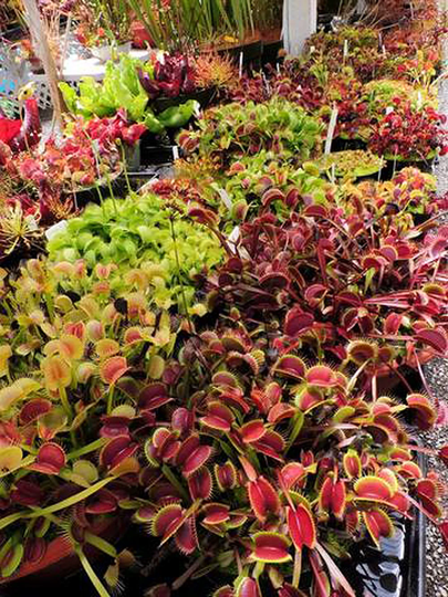 Venus Flytrap Dionaea Muscipula Rare Species Mix Carnivorous House Plant - 8 Fresh Seeds Fly Trap Houseplants