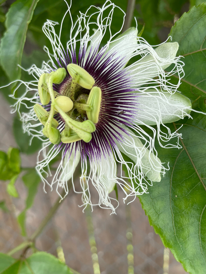 10 Passion Fruit Plants & Seeds