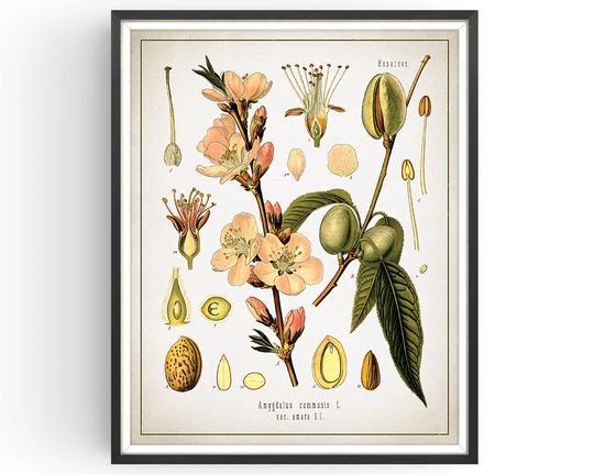 Almond Print - Botanical Vintage Aromatherapy Art Medicinal Plant Botany Kitchen Decor Unframed