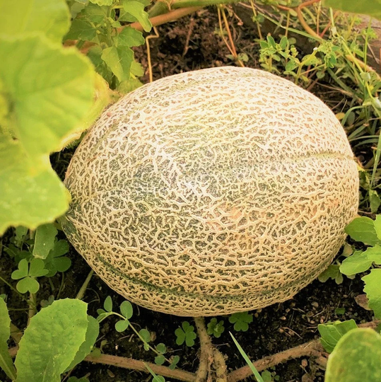Hale's Best Jumbo Cantaloupe Seeds | Nongmo Open Pollinating Orange Musk Melon Sweet Tropical Fruit Seed Fresh For 2023 Season Fast Shipping
