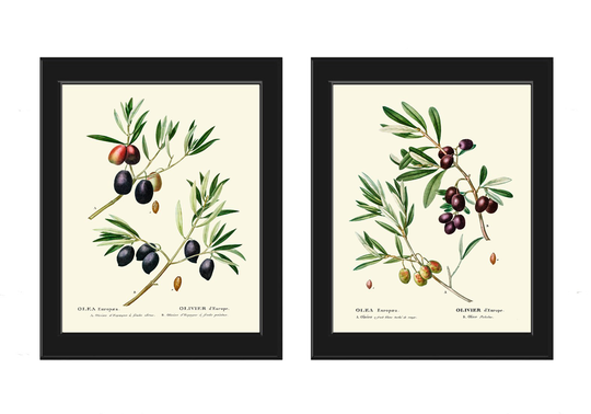 Olives Botanical Prints Kitchen Dining Room Wall Art Print Set Of 2 Beautiful Antique Vintage On Tree Branch Home Decor To Frame Tda