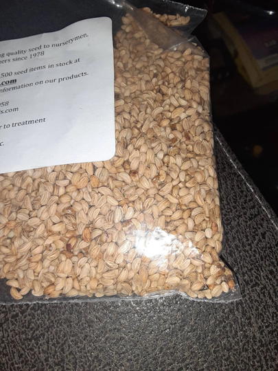 Swamp Holly Tree Seeds | Deciduous Holly