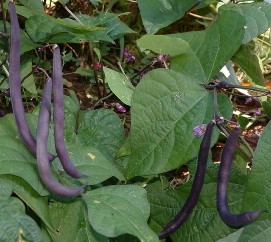 Royalty Purple Pod Bush Bean Seed - Greenpod Beans Seeds | 0.50Oz To 4Oz