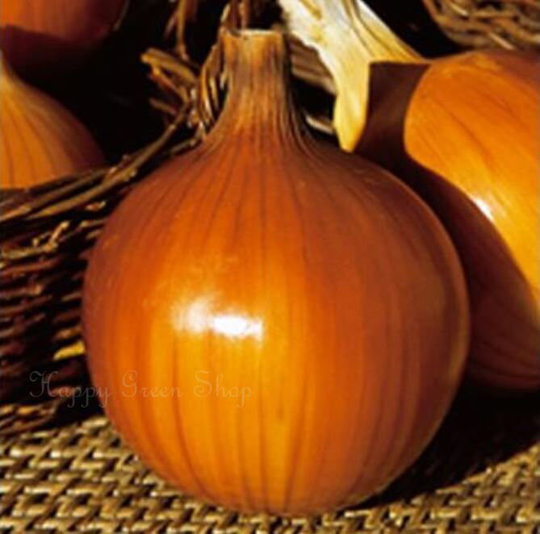 Onion Spanish Sun - 800 Seeds Vegetable -Yellow Onion Allium Cepa