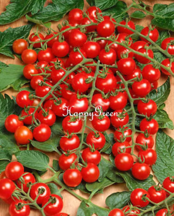 Cherry Tomato Charmant F1 - 50 Seeds Medium-Early Hybrid Variety