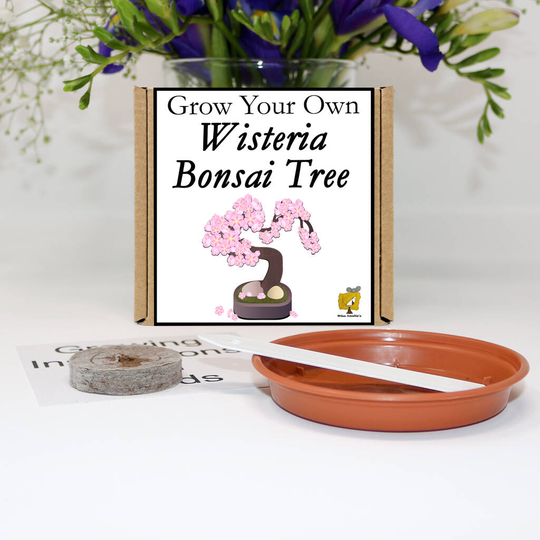 Grow Your Own Wisteria Bonsai Tree Gift Set