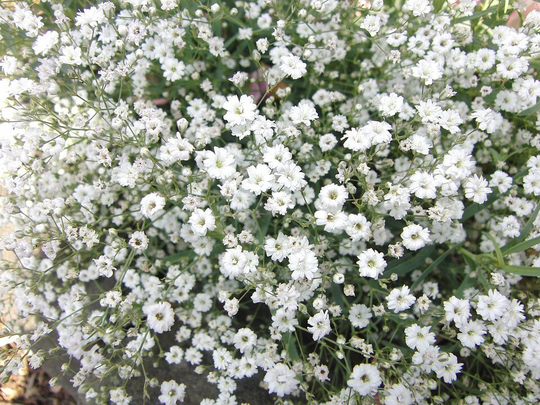 Gypsophila - Elegans X100 Seeds, Useful For Cut Flower, Hardy Perennial, Fairy Flower Seeds