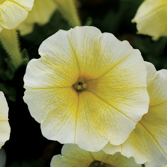 Petunia Seeds Easy Wave Yellow 100 Thru 500 Pelleted Bulk