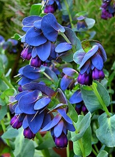 Mpb#13 Cerinthe Seeds 25 Thru 100 Bouquet Blue Shrimp Plant Kiwi