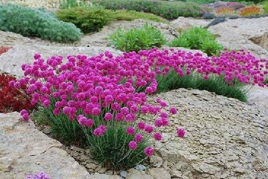 Armeria Flower 100 Seeds, Non Gmo, Fresh, Easy To Grow