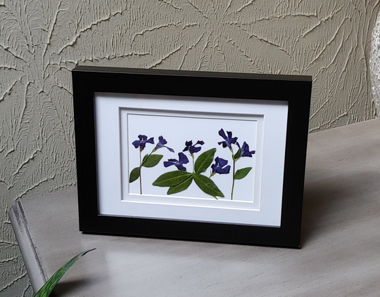 Pressed Real Blue Vinca Framed Flower Art/Tabletop Floral Art/Framed Vinca Picture/Framed Woodland Gift/Girlfriend Gift/Flower Gift For Her