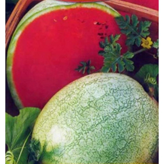 Watermelon Snizhok Seeds Heirloom Non Gmo For Planting | 201390