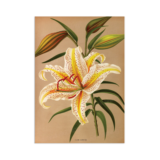 Antique Botanical Art Print Poster Vintage Wall Flowers Floral Lilies Lily Nature Leaf Pretty Illustration Old Victorian Herbs Beautiful