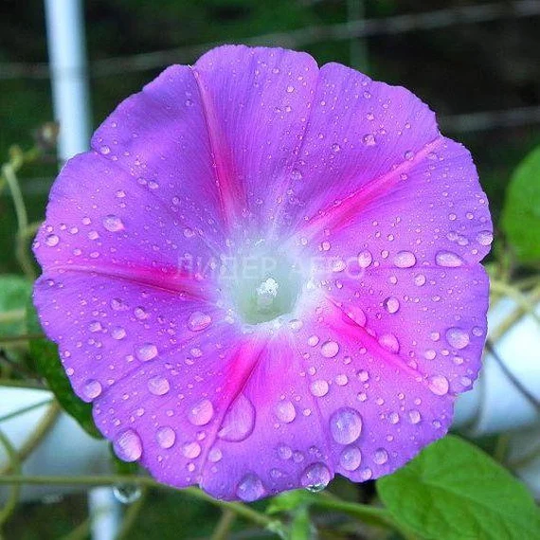 Rare Original Flower Seeds Morning Glory