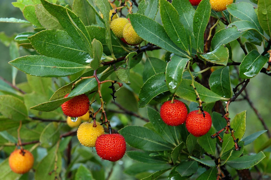 50+ Strawberry Tree Seeds - Arbutus Unedo Non-Gmo Seeds, Grown & Shipped From Iowa. Made in Usa