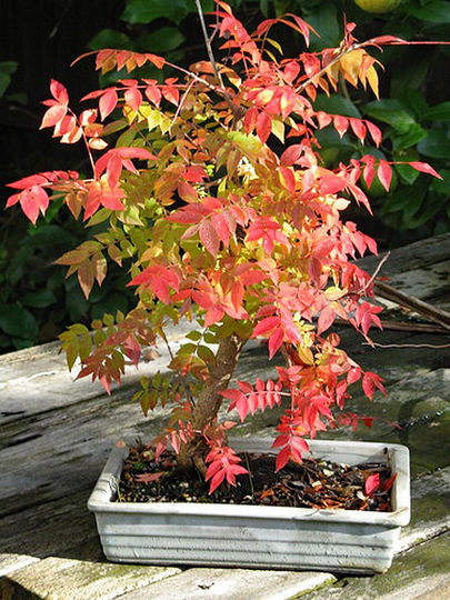 Pistacia Chinesis Bonsai Houseplant Seeds - Tropical Indoor House Plant 10 Fresh Rare Easy To Grow