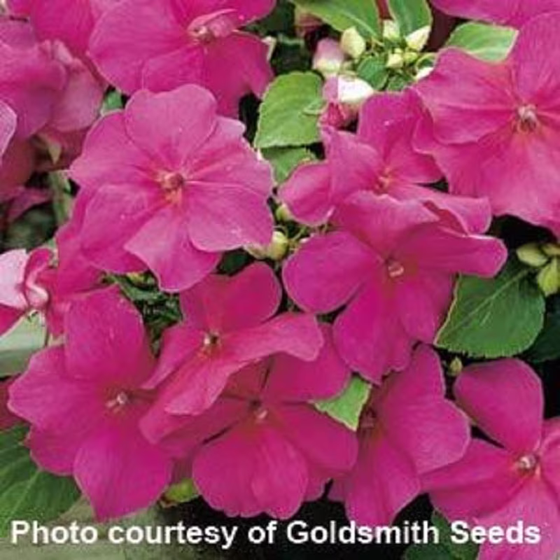 Impatiens Seeds Accent Violet 100 Thru 1, 000 Bulk Walleriana