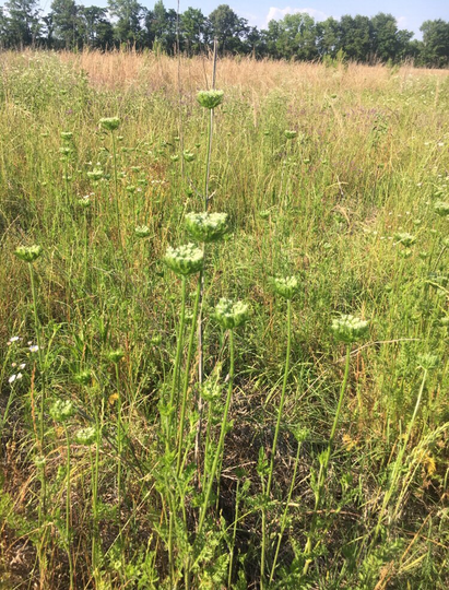 100 Wild Queen's Anne Lace