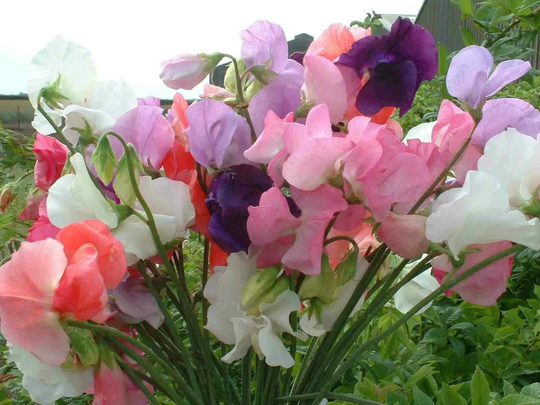 Sweet Pea Incense Mixed Approx. 25 Seeds, The World's Most Fragrant Sweet Pea