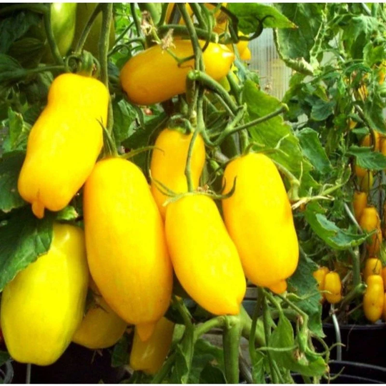Tomato Golden Banana Seeds Heirloom Non Gmo For Planting | 204478