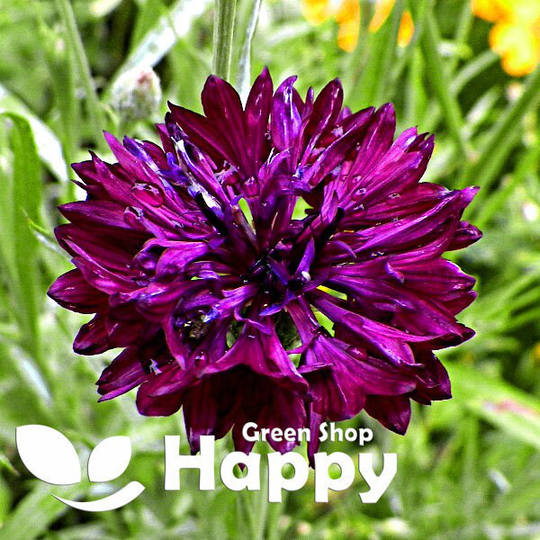 Cornflower Double - Black Ball 500 Seeds Centaurea Cyanus Easy To Grow Meadow Wildflower