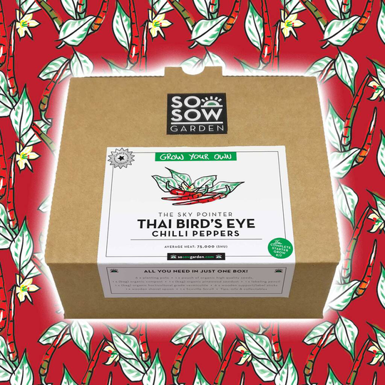 Thai Birdseye Chilli Pepper Grow Your Own Kit