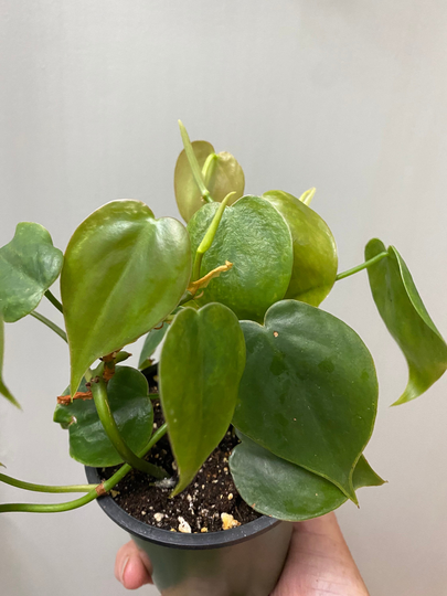 Heart Leaf Philodendron