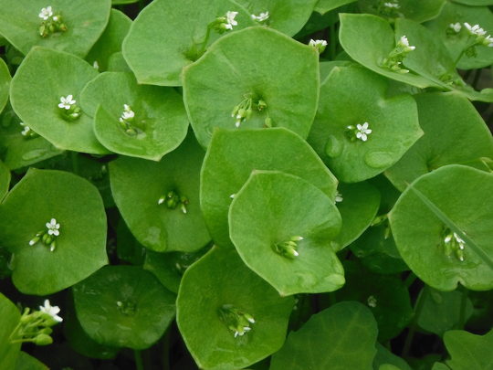 Claytonia Seeds, Salad Greens Cold Tolerant