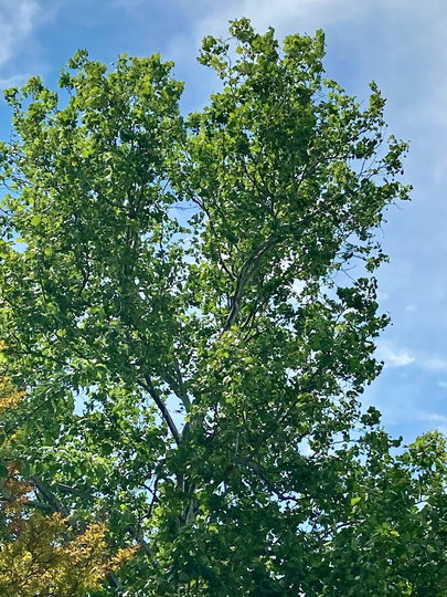 American Sycamore Tree Seeds