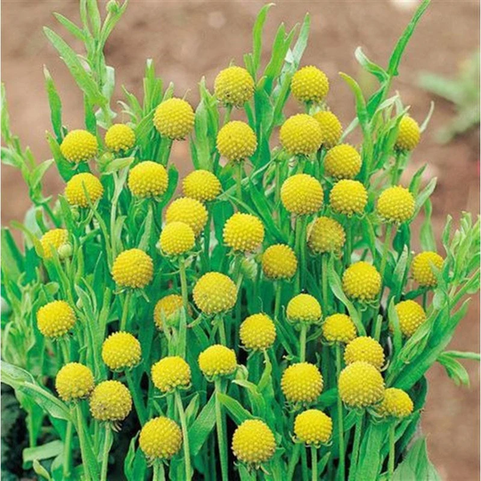 Pineapple Helenium - Sneezeweed Seeds Annual Flowering Non Gmo For Planting | 203319
